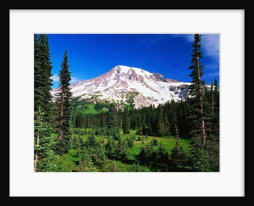 Mount Rainier Beyond Forest by Anonymous