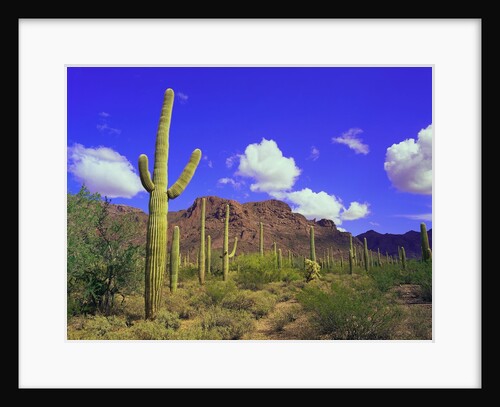 Forest of Cactus by Anonymous