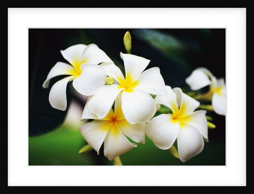Frangipani Flowers by Anonymous