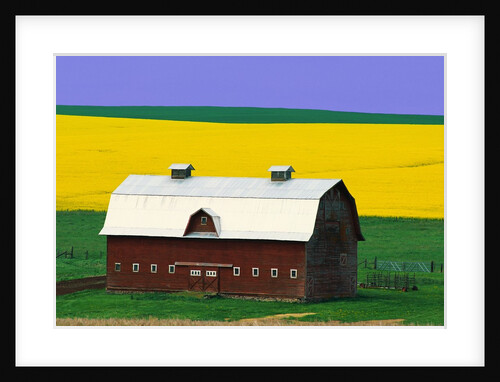 Rape Field and Barn by Anonymous