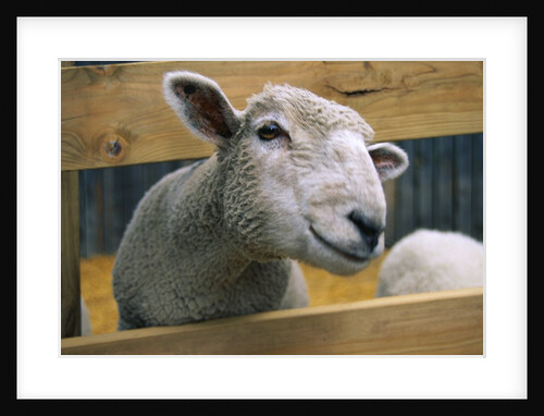 Sheep Poking Head Through Fence by Anonymous