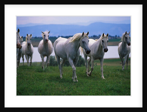 Arabian Horses Walking in Pasture by Anonymous