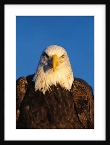 Bald Eagle by Anonymous