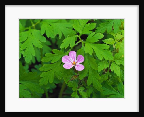 Pink Flower Blooming by Anonymous