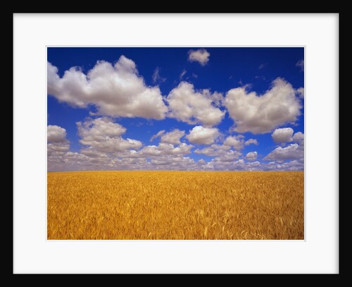 Wheat Field by Anonymous
