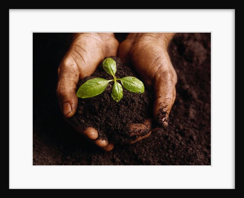 Hands Holding a Seedling and Soil by Anonymous