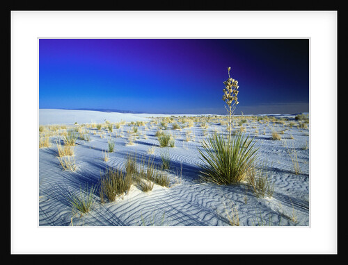 Desert Plants Growing in White Sand by Anonymous