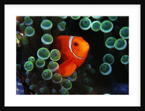 Spine-Cheek Anemonefish and Sea Anemone by Anonymous