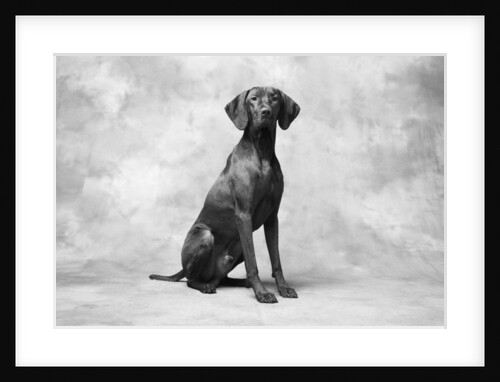 Sitting Dog by Anonymous