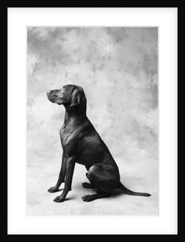 Sitting Dog by Anonymous