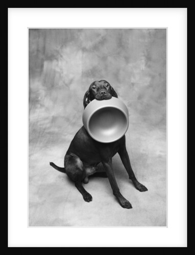 Dog Carrying Food Bowl by Anonymous