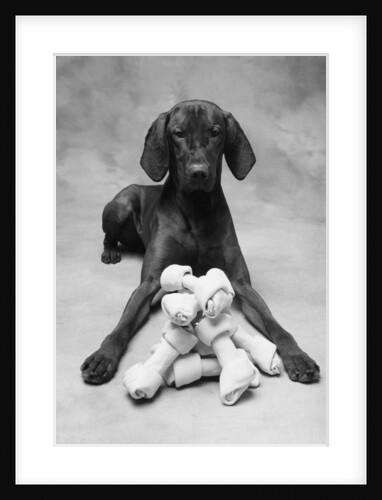 Dog with Pile of Bones by Anonymous