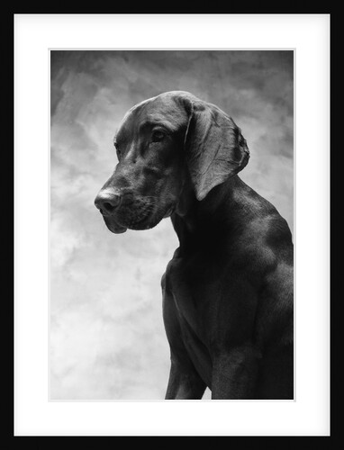 Solemn Dog by Anonymous