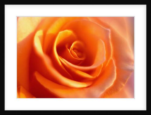 Peach Rose by Anonymous