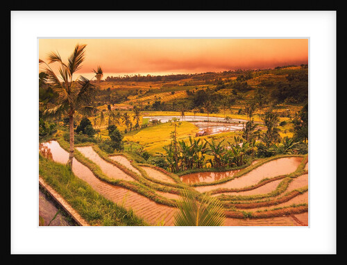 Terraces of Rice Fields by Anonymous