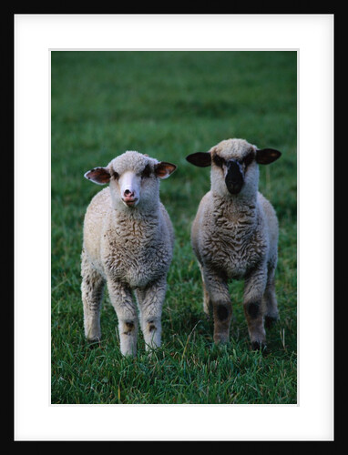Lambs in the Grass by Anonymous