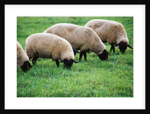 Sheep Grazing by Anonymous