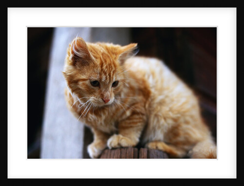 Cat Crouching on a Post by Anonymous