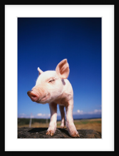 Piglet by Anonymous