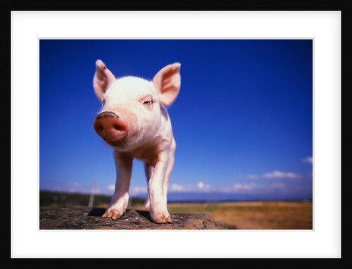 Piglet by Anonymous