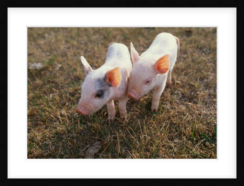 Piglets Standing Together by Anonymous
