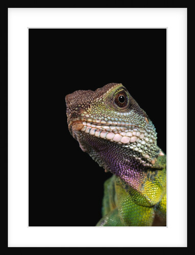 Green Water Dragon by Anonymous