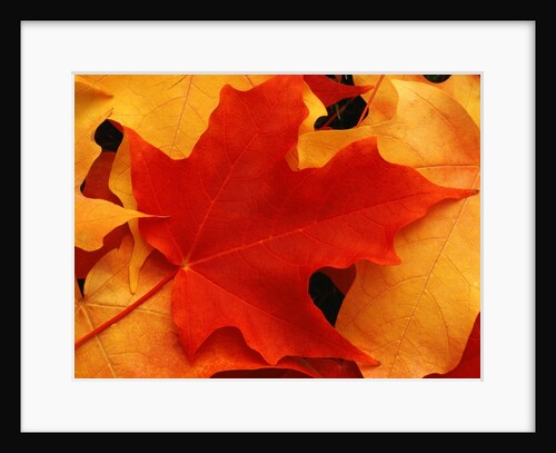 Red and Yellow Maple Leaves by Anonymous
