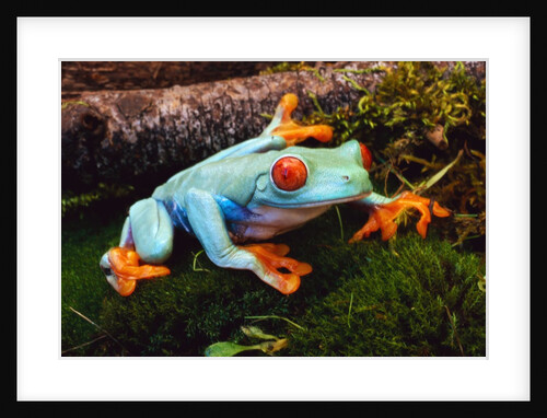 Red-eyed Treefrog by Anonymous