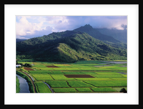 Taro Fields in Valley on Kauai by Anonymous