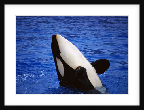 Killer Whale Breaching by Anonymous