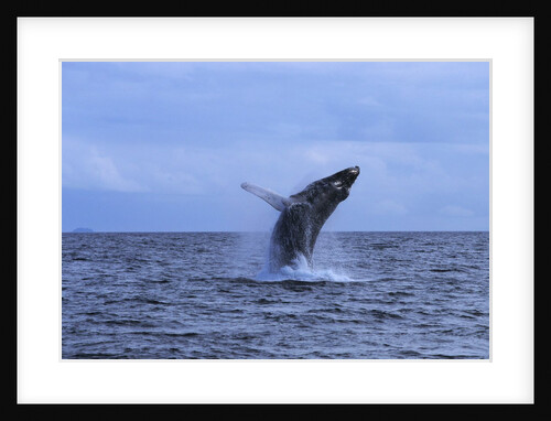 Humpback Whale Breaching by Anonymous