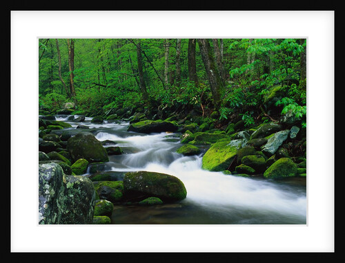Stream in Forest by Anonymous