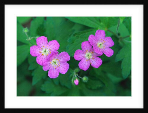 Wild Geranium Flowers by Anonymous