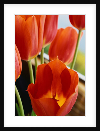 Red Tulips by Anonymous
