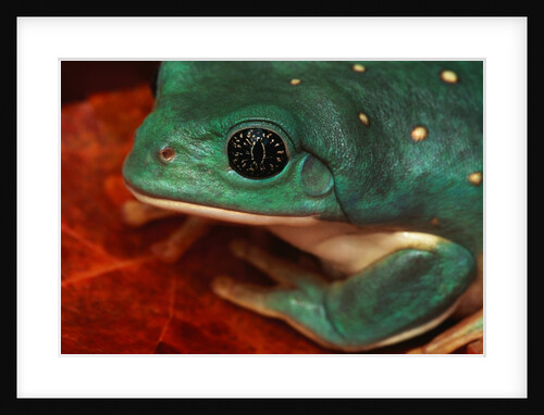 Tree Frog by Anonymous