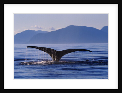 Humpback Whale Diving by Anonymous