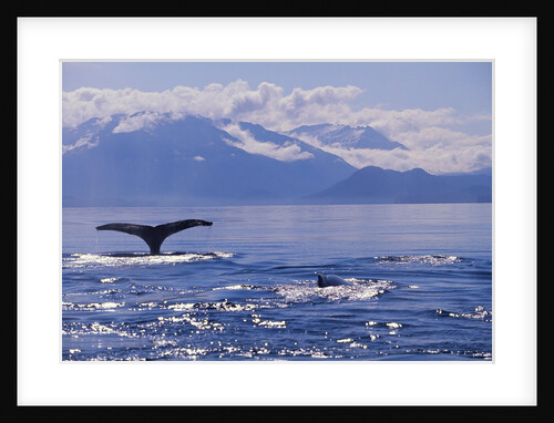 Tail of a Humpback Whale in Frederick Sound by Anonymous