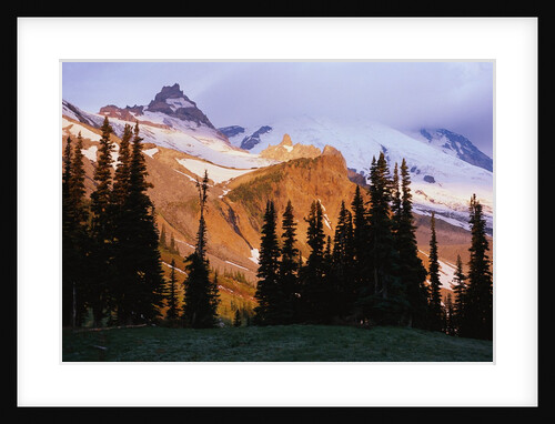Mount Rainier and Evergreens by Anonymous
