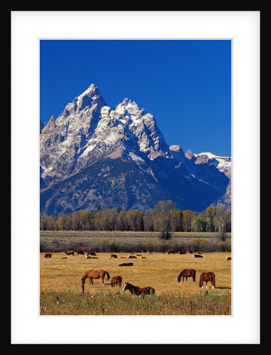 Horses Grazing near Teton Range by Anonymous