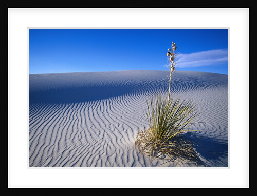 Soaptree Yucca Plant on Sand Dune by Anonymous