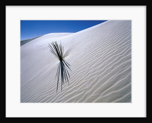 Plant Growing in Sand Dune by Anonymous