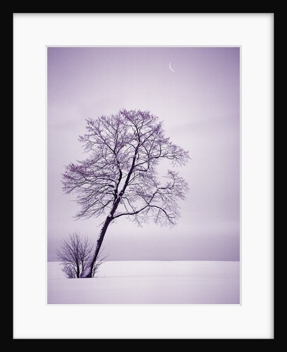 Lone Tree in Snow by Anonymous