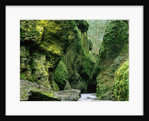 Moss Coating Oneonta Gorge by Anonymous