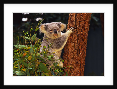 Koala in Tree by Anonymous