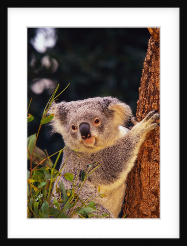 Koala in Tree by Anonymous