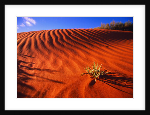 Plant Growing in Sand Dune by Anonymous