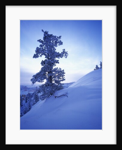 Tree on Snow Covered Hill by Anonymous