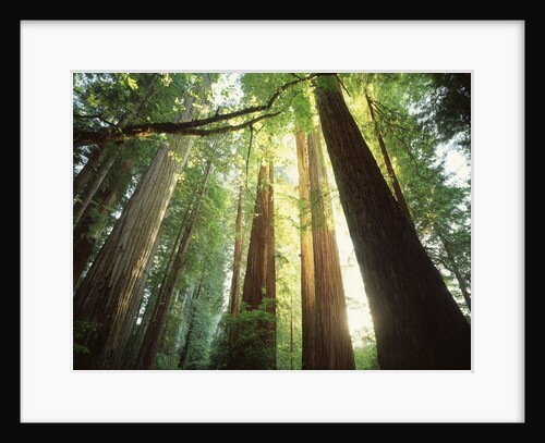 Redwood Forest by Anonymous