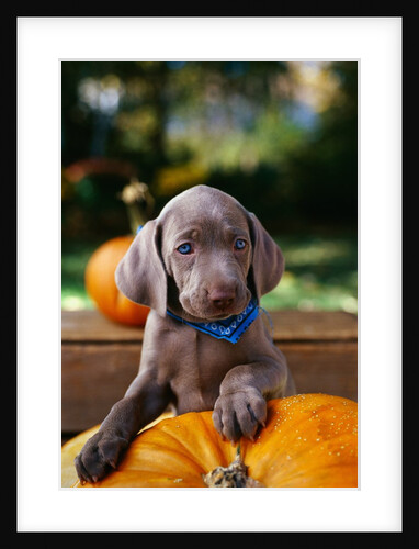 Weimaraner Puppy Climbing onto Pumpkin by Anonymous