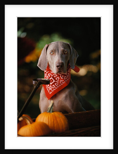 Weimaraner Wearing a Red Bandana by Anonymous